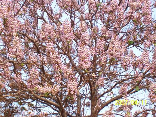 Paulownia tomentosa seeds Royal Empress Tree Seeds